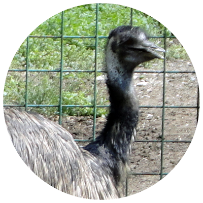 emu[1]