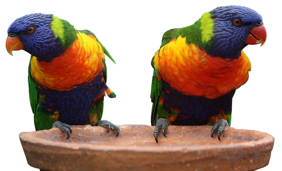 two-multi-colors-parrots