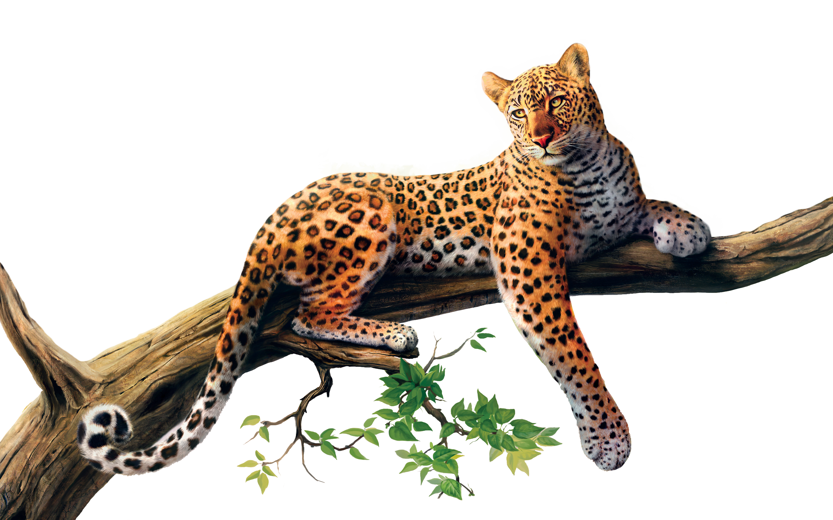 jaguar_PNG20740